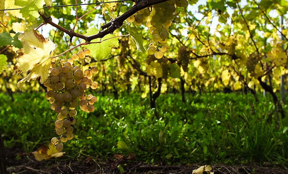 chasselas-film-main-1